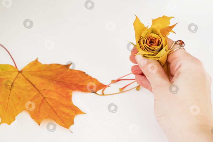 Скачать Кленовые листья переплетаются друг с другом, образуя цветок розы. Как сделать осенний букет роз из разноцветных кленовых листьев. Концепция поделки своими руками. Шаг 8 из 12 пошаговой фотоинструкции. фотосток Ozero