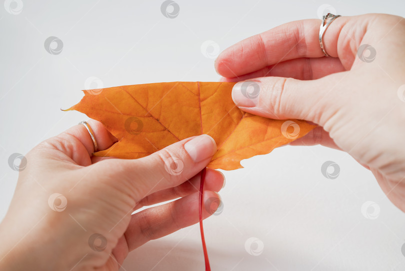Скачать Кленовый лист, сложенный пополам в руках. Как сделать осенний букет роз из разноцветных кленовых листьев. Концепция поделки своими руками. Шаг 3 из 12 пошаговых фотоинструкций фотосток Ozero