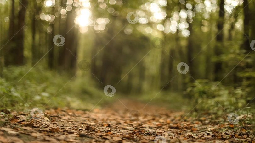 Скачать солнечные лучи пробиваются сквозь деревья и освещают усыпанную опавшими листьями тропинку в осеннем лесу фотосток Ozero