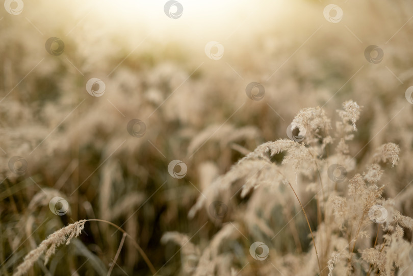 Скачать сухая пушистая травинка в осеннем поле на солнечно-желтом фоне фотосток Ozero