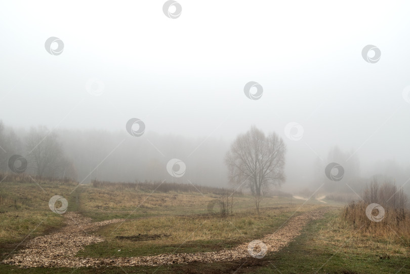 Скачать Одинокие силуэты деревьев на осеннем поле в густом утреннем тумане фотосток Ozero