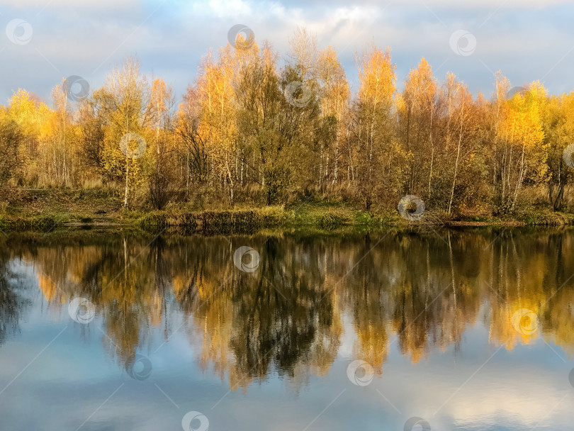 Скачать Осенние желтые листья деревьев зеркально отражаются в воде озера фотосток Ozero