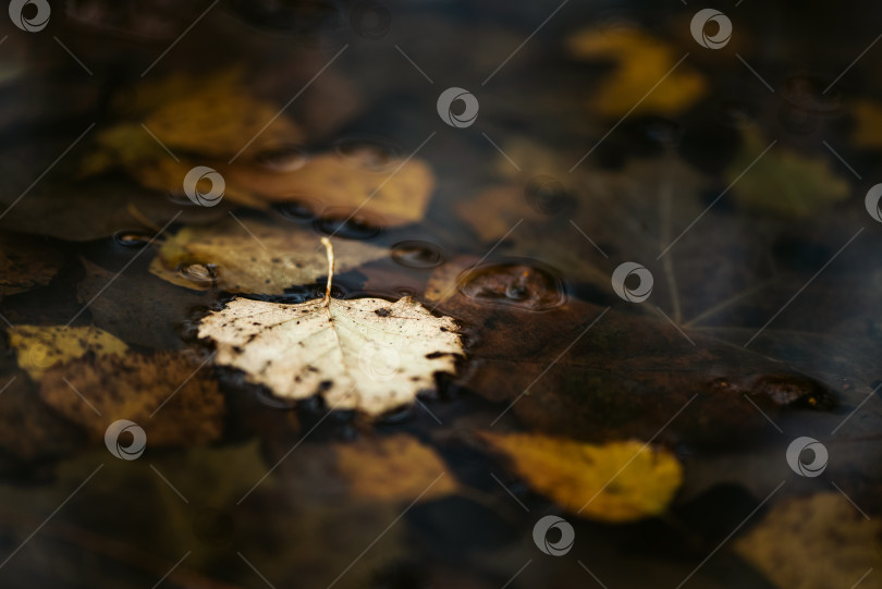 Скачать Опавшие березовые листья плавают в луже. Осенний фон. фотосток Ozero