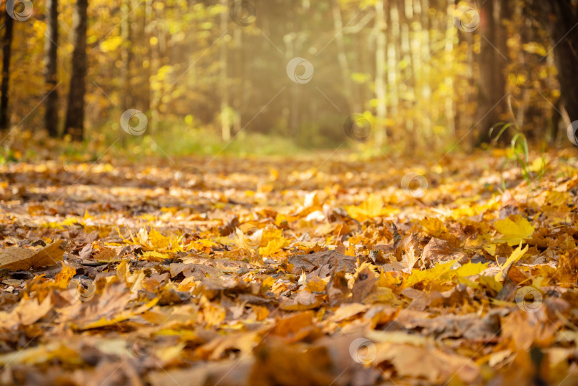 Скачать дорога в осеннем лесу, покрытая опавшими желтыми листьями фотосток Ozero