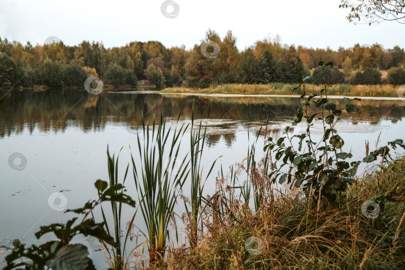 Скачать Осенний пейзаж на берегу тихого озера с зарослями рогоза и лесом на склоне холма с желтыми деревьями фотосток Ozero