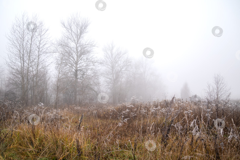 Скачать Сухая, покрытая инеем трава на осеннем лугу с силуэтами деревьев в густом тумане холодным утром. фотосток Ozero
