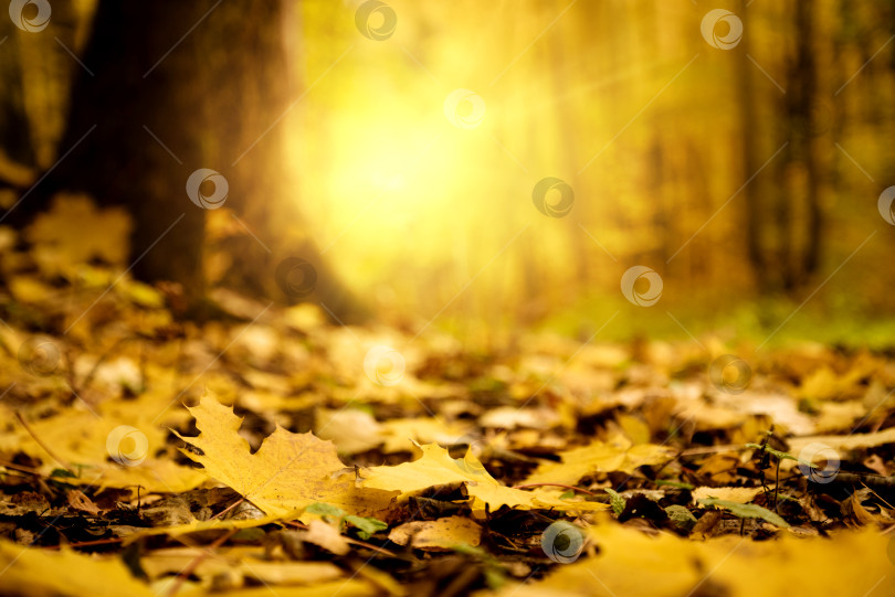 Скачать Опавшие пожелтевшие кленовые листья на земле в лучах осеннего солнца фотосток Ozero