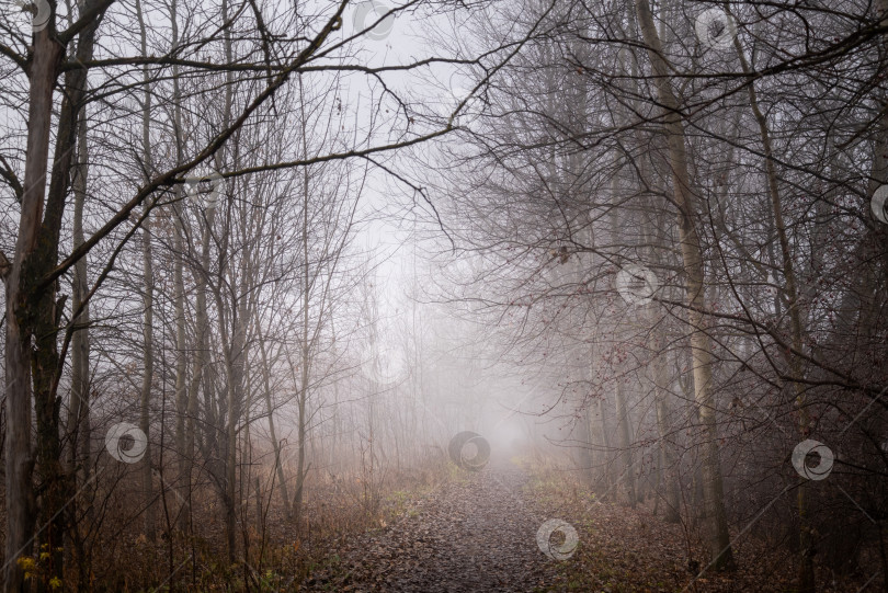 Скачать над лесной дорогой висел густой туман фотосток Ozero