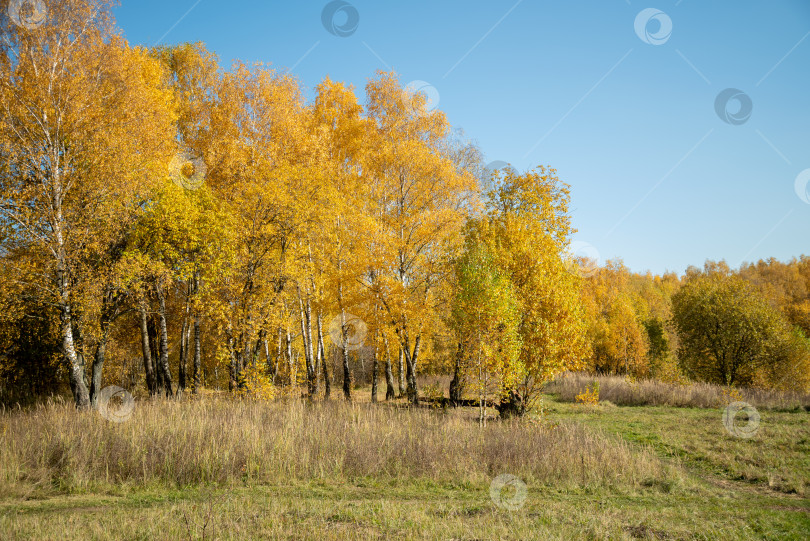 Скачать Пожелтевшие деревья в лесу в солнечный день, золотой осенний пейзаж фотосток Ozero