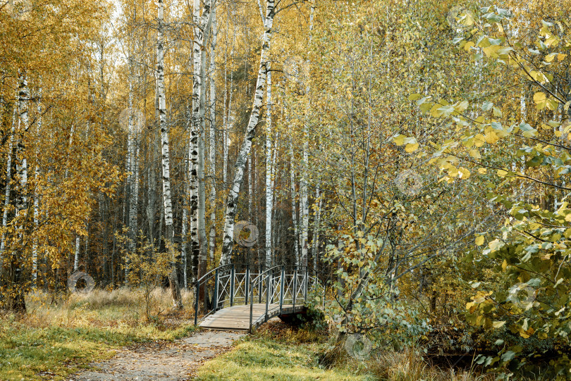 Скачать Деревянный мостик через лесной ручей среди деревьев с желтеющей листвой в осеннем парке фотосток Ozero