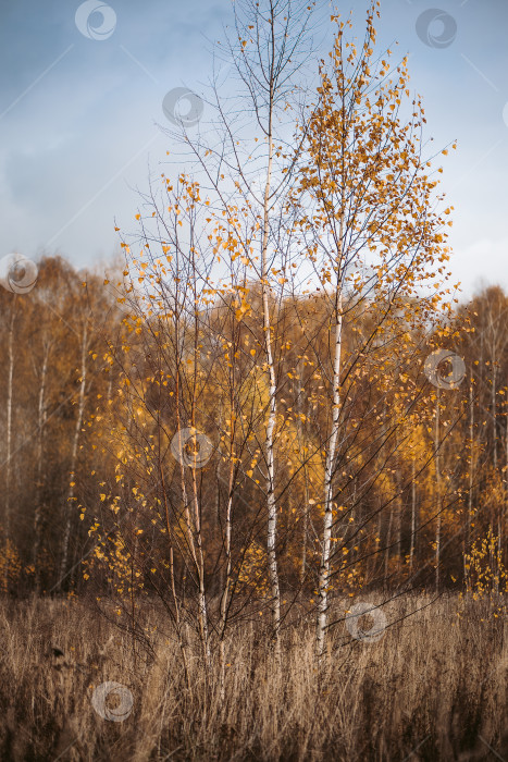 Скачать Береза с желтыми листьями в осеннем поле фотосток Ozero