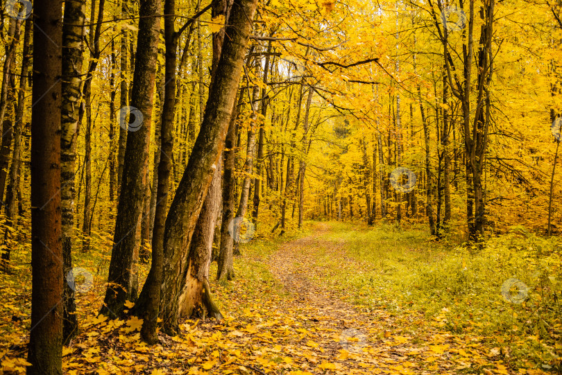 Скачать Тропинка через желтый осенний лес, покрытый опавшими листьями фотосток Ozero