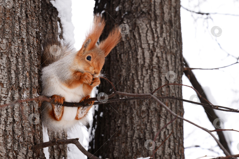 Скачать пушистая белка сидит на тонкой ветке дерева в зимнем парке и ест фотосток Ozero
