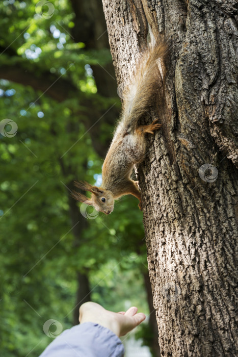 Скачать белка сидит на стволе дерева и тянется к протянутой человеком руке с угощением фотосток Ozero
