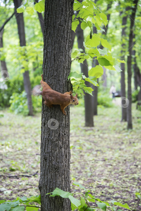 Скачать белка сидит на стволе дерева в парке летом фотосток Ozero