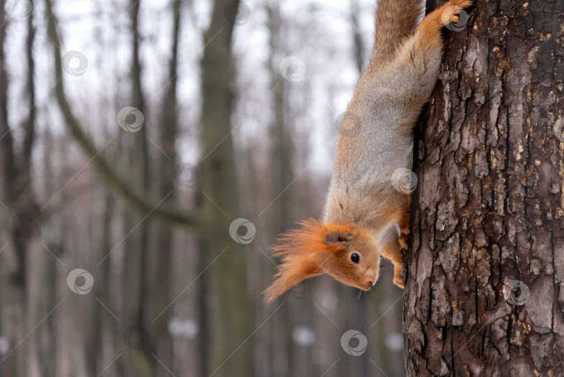Скачать Белка растягивается на дереве в зимнем лесу фотосток Ozero