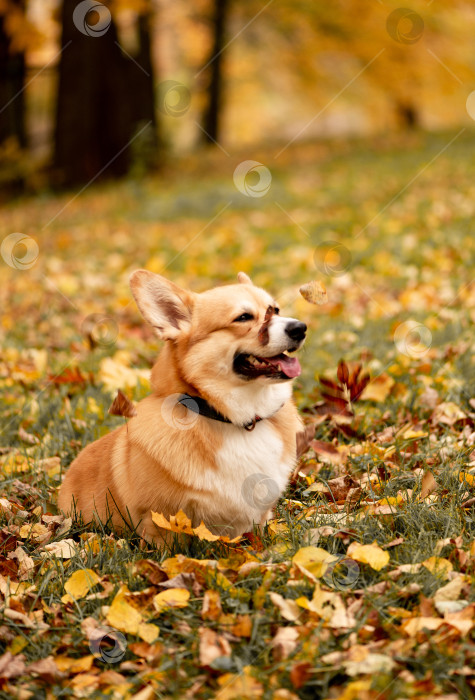 Скачать собака корги играет с опавшими листьями, гуляя по осеннему парку фотосток Ozero