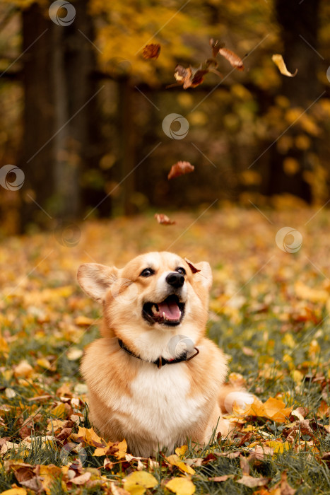 Скачать собака корги играет с опавшими листьями, гуляя по осеннему парку фотосток Ozero