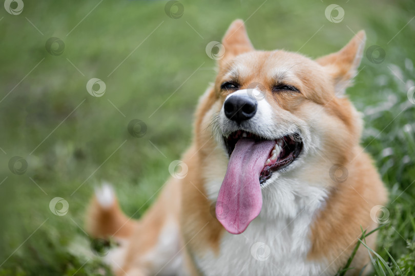 Скачать Крупный план милой рыжей собаки породы вельш корги-пемброк, сидящей в траве, высунув язык фотосток Ozero