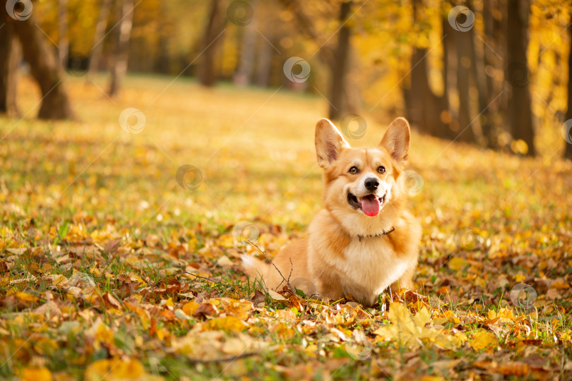 Скачать Корги в осеннем парке на фоне опавших золотых листьев фотосток Ozero