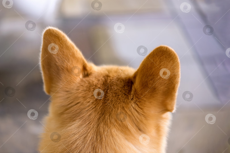 Скачать Крупный план сзади на рыжего пса, навострившего уши фотосток Ozero