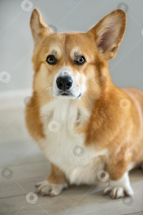 Скачать Портрет собаки породы вельш-корги-пемброк фотосток Ozero