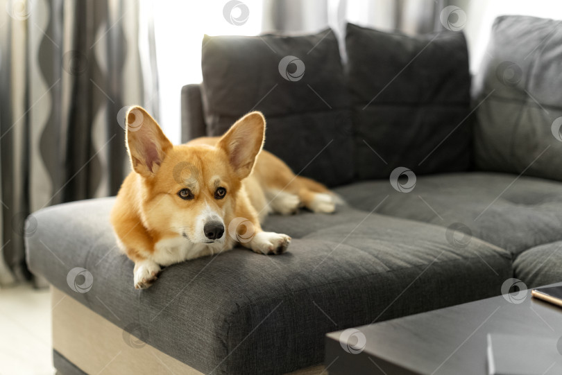 Скачать Симпатичная рыжая собака породы вельш-корги-пемброк, лежащая на диване в гостиной фотосток Ozero