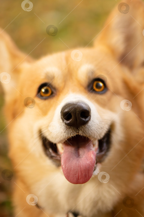 Скачать портрет крупным  планом  рыжей собаки породы корги фотосток Ozero