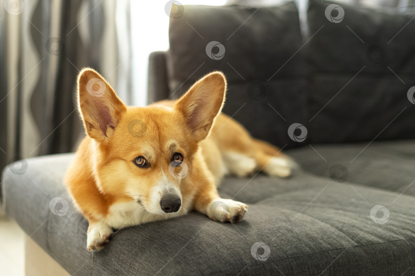 Скачать Симпатичная рыжая собака породы вельш-корги-пемброк, лежащая на диване в гостиной фотосток Ozero
