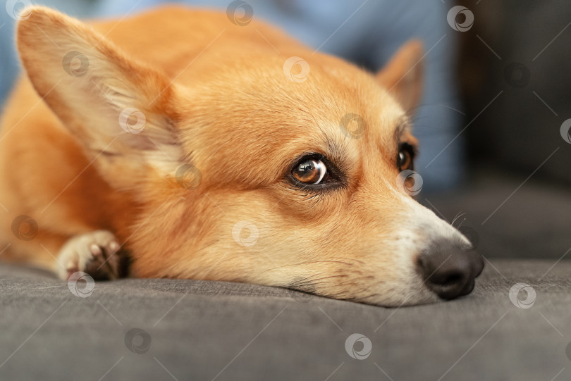 Скачать Крупным планом голова милой рыжей собаки породы вельш корги пемброк, лежащей на диване с грустным выражением лица фотосток Ozero