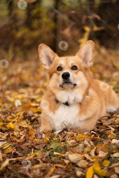 Скачать вельш-корги-собака породы пемброк, лежащая среди опавших золотых листьев фотосток Ozero