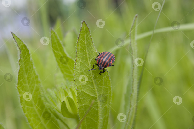 Скачать Красно-черный полосатый жук на зеленом листе в саду. фотосток Ozero