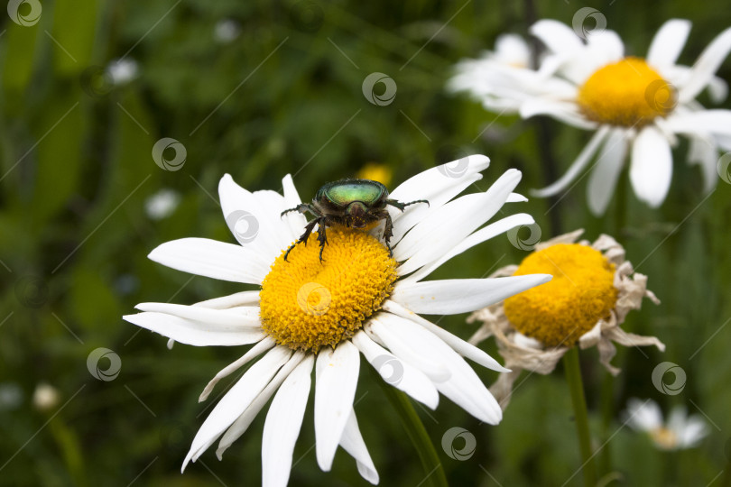 Скачать Зеленый жмых (Cetonia aurata) на цветке ромашки фотосток Ozero