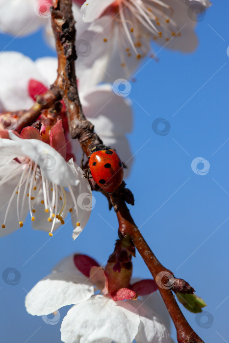 Скачать божья коровка на ветках, белые цветы абрикоса на дереве под голубым небом фотосток Ozero