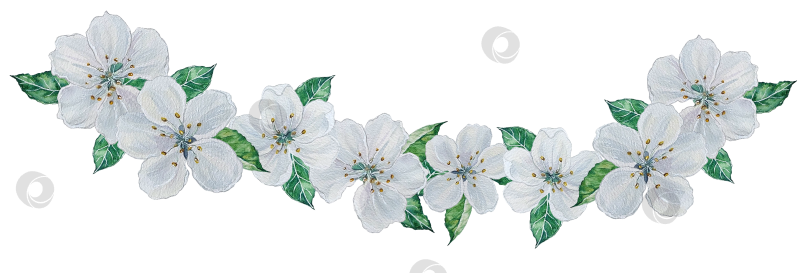 Скачать Гирлянда из белых яблоневых цветов с листьями. Акварельная иллюстрация. фотосток Ozero