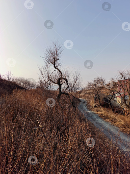 Скачать Изогнутое дерево на склоне холма у дороги фотосток Ozero