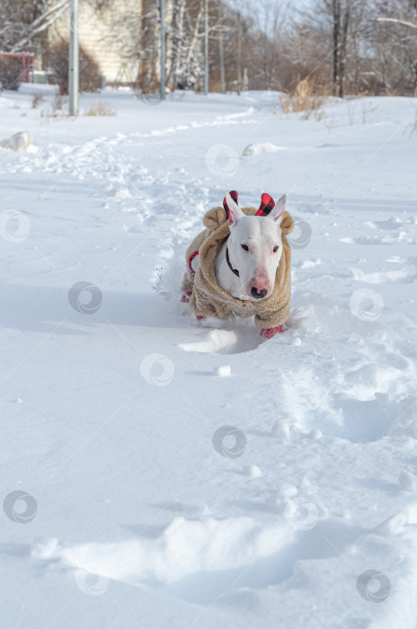 Скачать Белый миниатюрный бультерьер в пушистом бежевом комбинезоне бежит по снегу фотосток Ozero