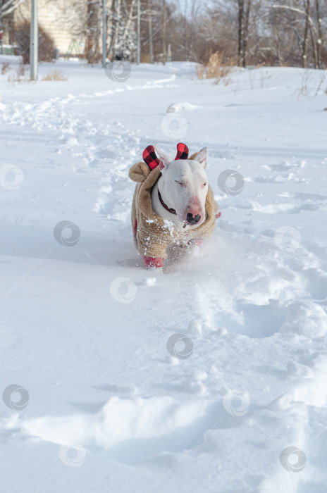 Скачать Белый миниатюрный бультерьер в пушистом бежевом комбинезоне бежит по снегу фотосток Ozero