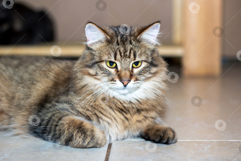 Скачать Игривый серый лохматый кот дома крупным планом фотосток Ozero