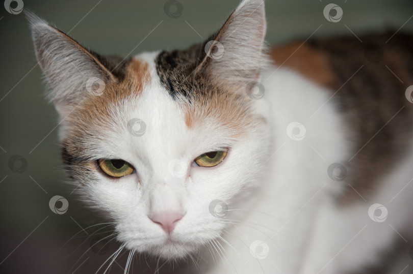 Скачать пятнистая кошка, морда, съемка с верхнего ракурса фотосток Ozero