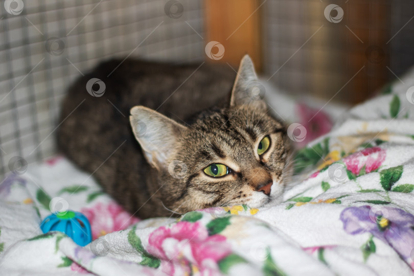 Скачать Серая кошка отдыхает на диване крупным планом фотосток Ozero