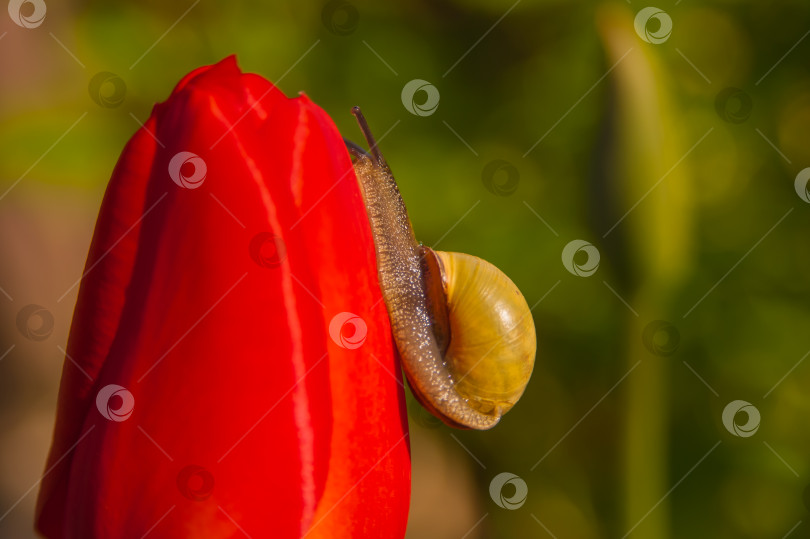 Скачать Улитка на красном цветке тюльпана, на зеленом фоне фотосток Ozero