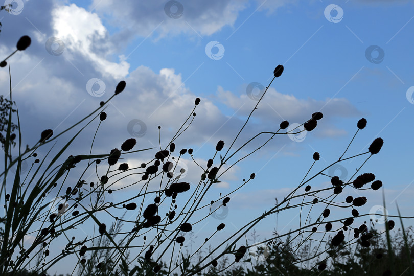 Скачать Крапива лекарственная (лат. Sanguisorba officinalis) на фоне вечернего неба фотосток Ozero