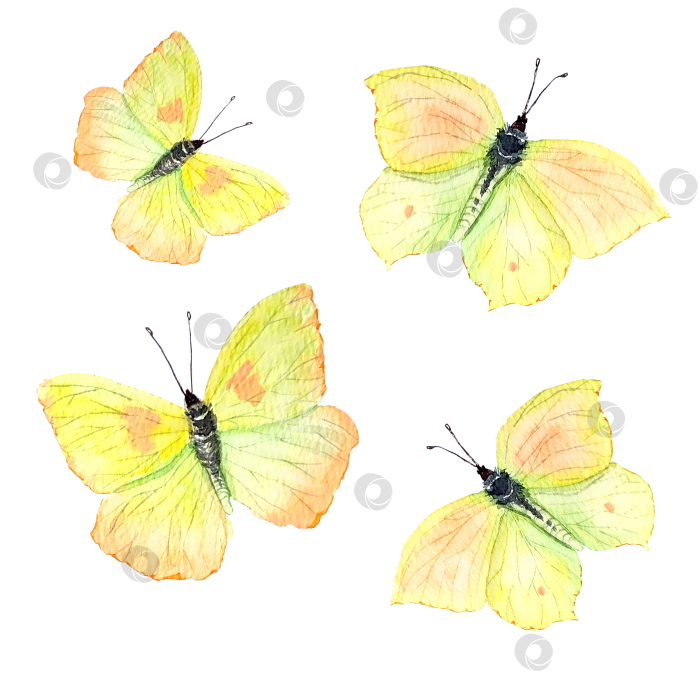 Скачать Бабочки-лимонницы. Реалистичная акварельная иллюстрация. фотосток Ozero