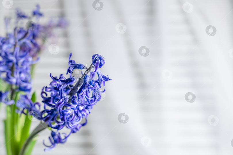 Скачать Красивые весенние голубые гиацинты в горшке. Весна, Весенние цветы, Комнатные растения, Для открыток, Рекламы товаров фотосток Ozero