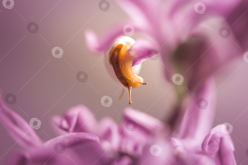 Скачать красивая улитка с белой длинной раковиной Limicolaria unicolor ползет по розовому цветку гиацинта фотосток Ozero