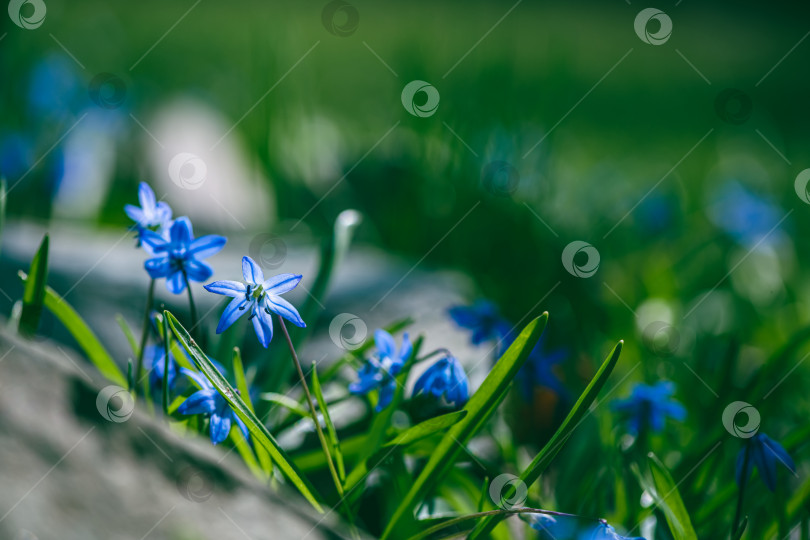 Скачать весенний голубой цветок сибирской сциллы на открытом воздухе фотосток Ozero