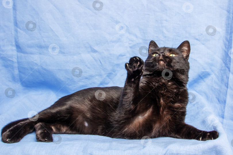 Скачать Черный кот протягивает лапу к камере фотосток Ozero