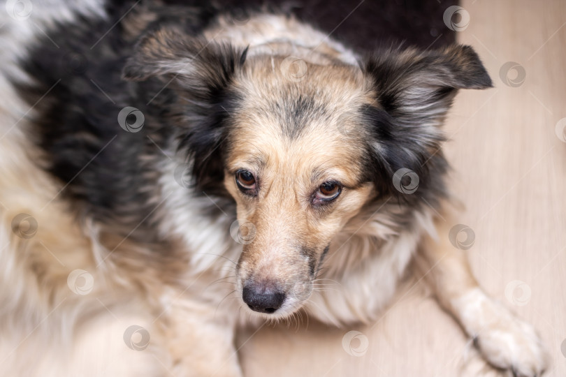 Скачать Серая лохматая собака дома, портрет крупным планом фотосток Ozero