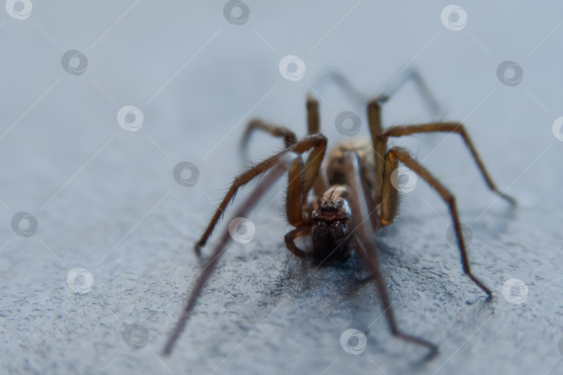 Скачать Домашний паук Tegenaria domestica - вид пауков из семейства воронкообразных (Agelenidae), близкий родственник американского домашнего паука Tegenaria agrestis. фотосток Ozero